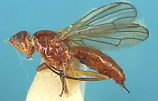 Psila 1